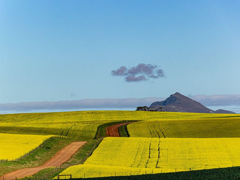 A scenic view of expansive yellow canola fields with a dirt road leading towards distant mountains under a clear blue sky.