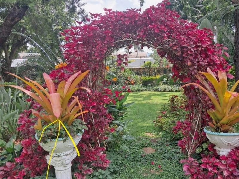 A lush, well-maintained garden featuring a vibrant red climbing plant archway and decorative stone pedestals.