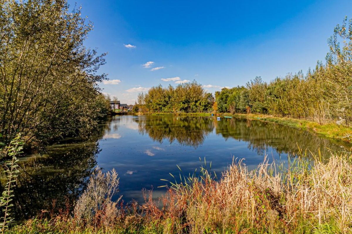 A scenic view of a natural pond surrounded by mature trees and reeds, offering a peaceful outdoor setting.