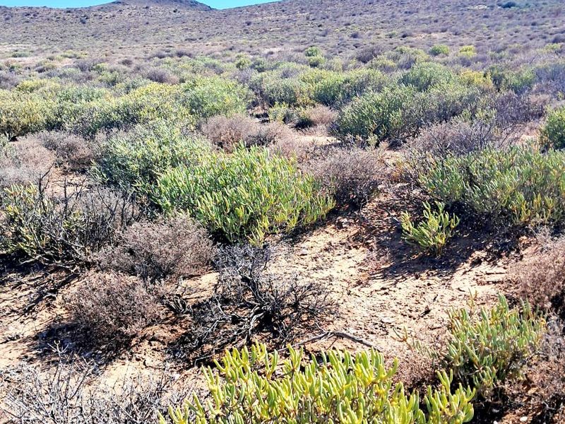 A scenic view of the expansive, arid landscape featuring native scrub vegetation and rolling hills under a clear blue sky.