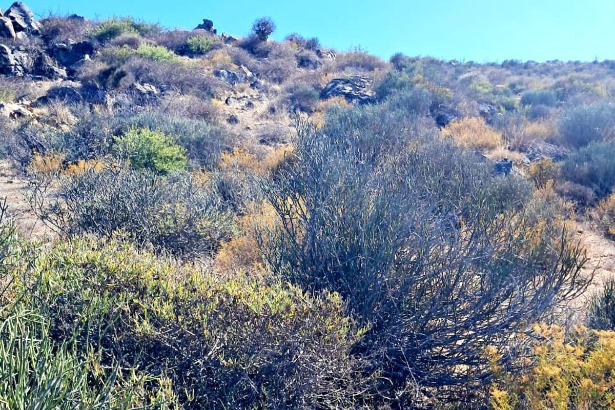 A view of the natural landscape featuring rocky terrain and native vegetation on the farm property.
