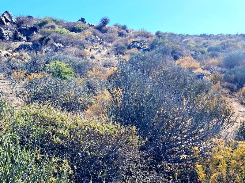 A view of the natural landscape featuring rocky terrain and native vegetation on the farm property.