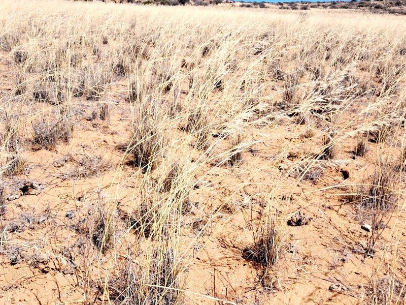 A wide-angle view of the expansive, dry, natural veld landscape characteristic of the farm property, featuring rocky outcrops and native grasses.