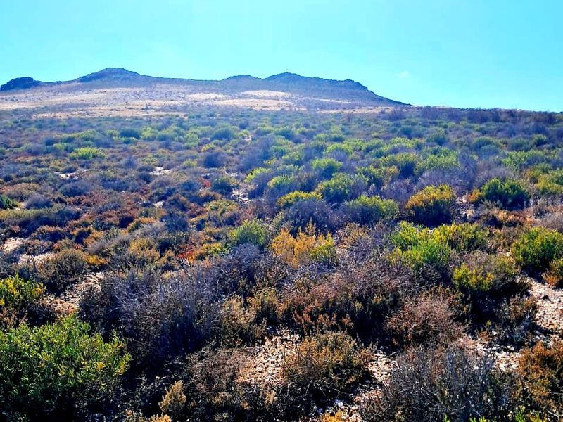 A scenic view of the expansive natural landscape featuring native shrubbery and rolling hills under a clear blue sky.