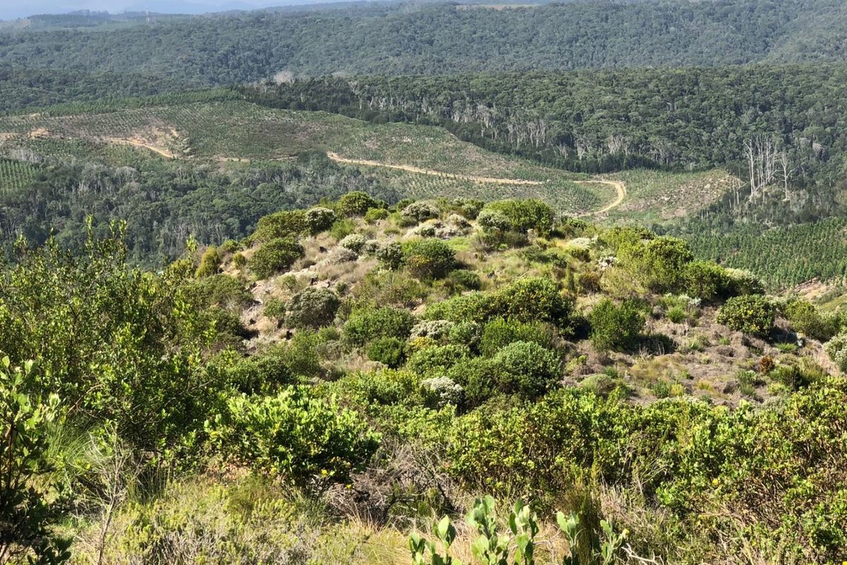 Expansive elevated view overlooking natural bushland, rolling hills, and forestry landscape.