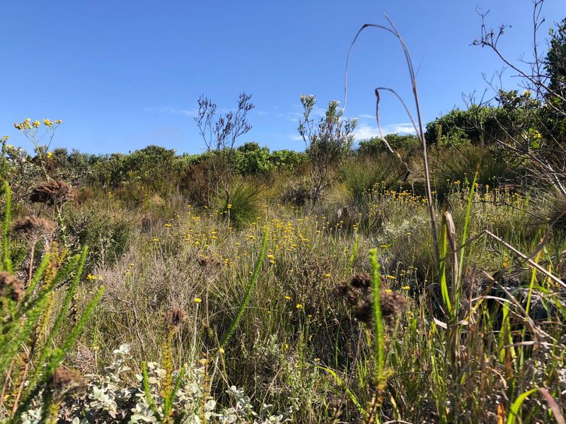 A view of natural, uncultivated vegetation and indigenous fynbos landscape on the property grounds.