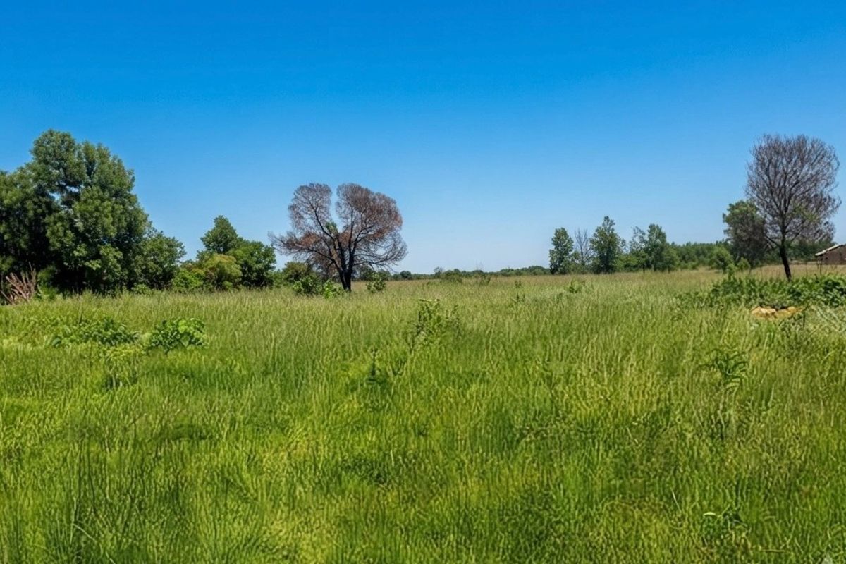A wide, open grassy field on the farm property featuring mature trees and clear blue skies.