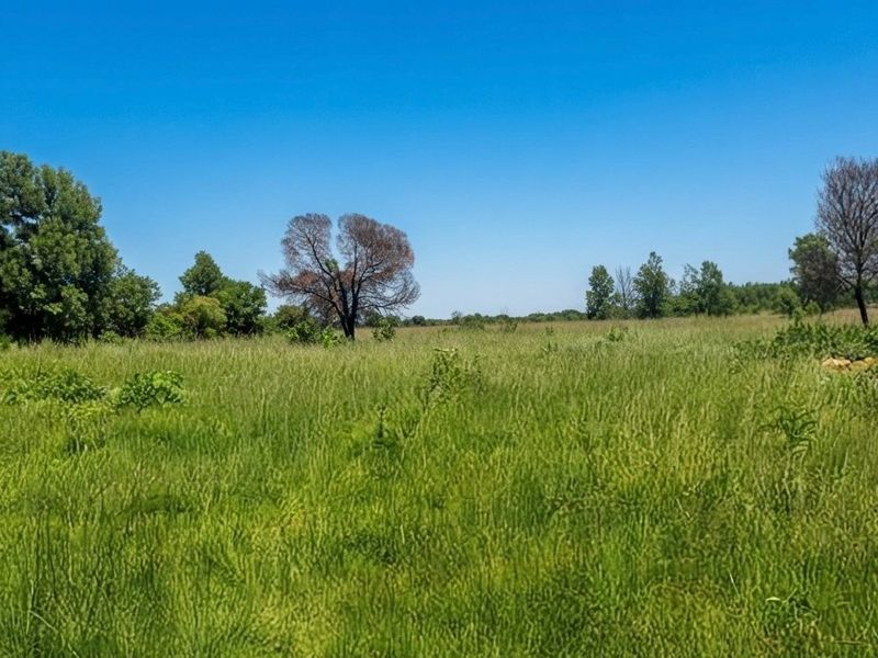 A wide, open grassy field on the farm property featuring mature trees and clear blue skies.