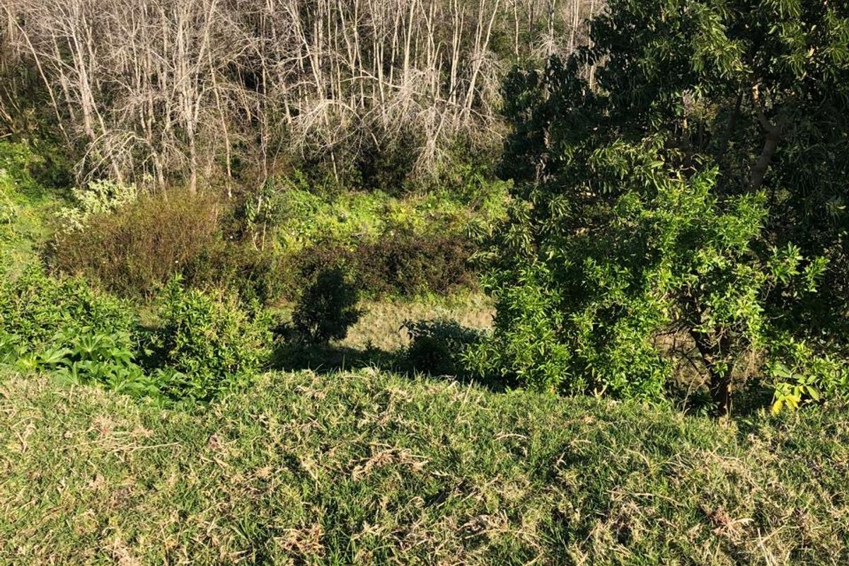 A view of the sloped, naturally vegetated landscape and mature trees on the residential vacant land.