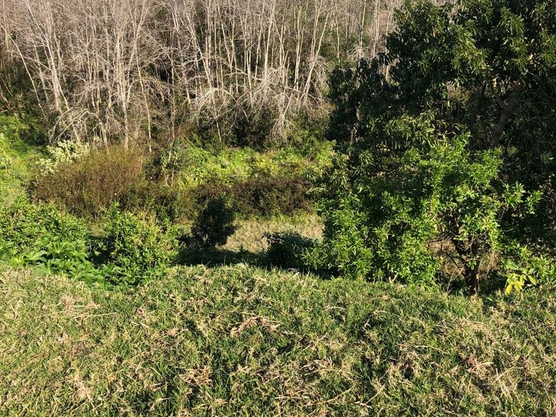A view of the sloped, naturally vegetated landscape and mature trees on the residential vacant land.