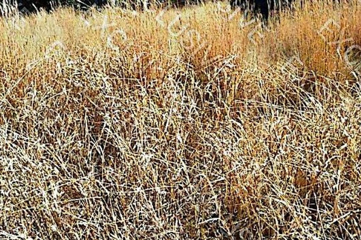 A view of an undeveloped residential plot covered in dry, overgrown grass.