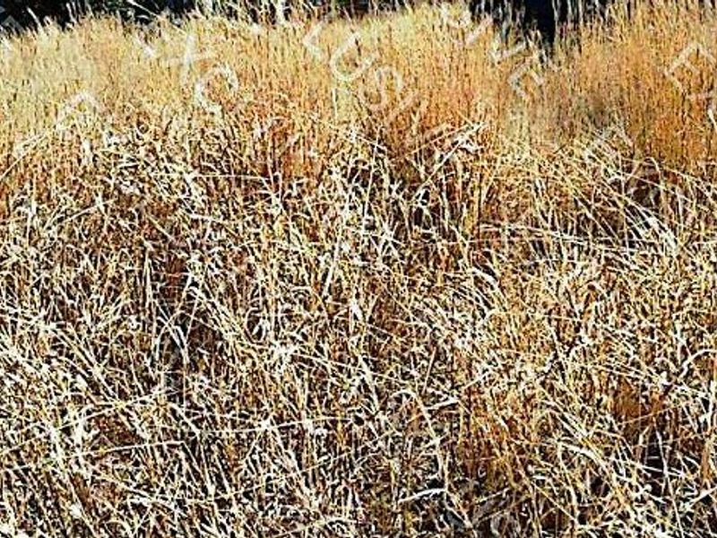 A view of an undeveloped residential plot covered in dry, overgrown grass.