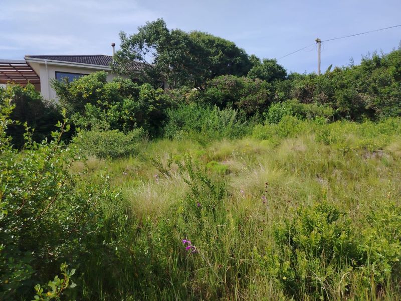 A view of a vacant residential plot featuring dense natural vegetation, mature trees, and an existing utility pole on the property boundary.