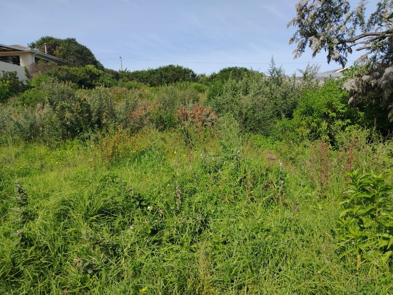 A view of a vacant residential plot featuring dense natural vegetation and established trees.