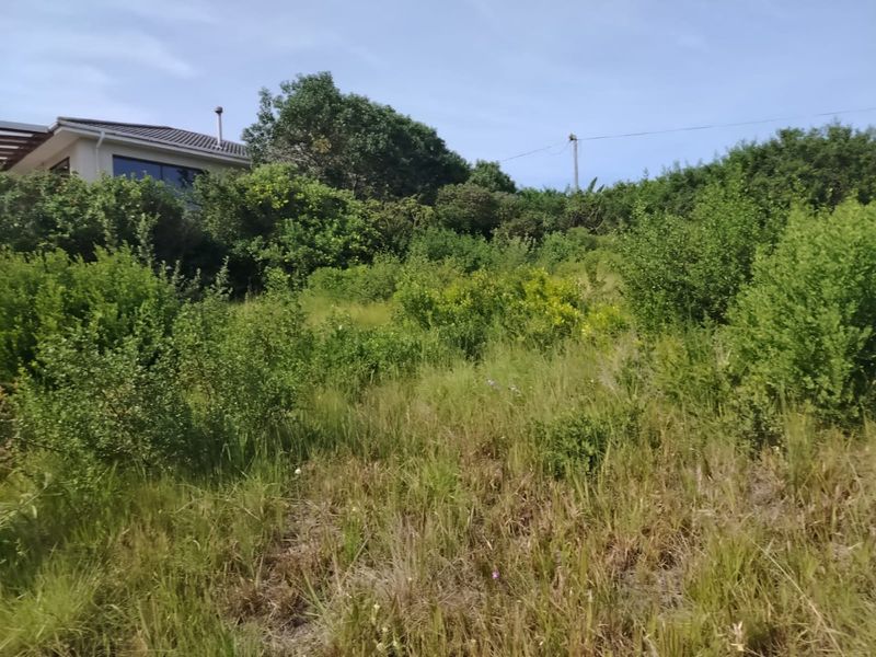 A view of a vacant residential plot featuring dense natural vegetation and mature trees, offering a blank canvas for future development.