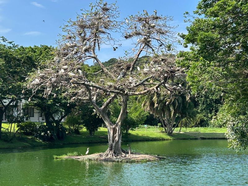 A scenic view of a tranquil garden pond featuring a central island with a large tree, providing a peaceful natural setting.