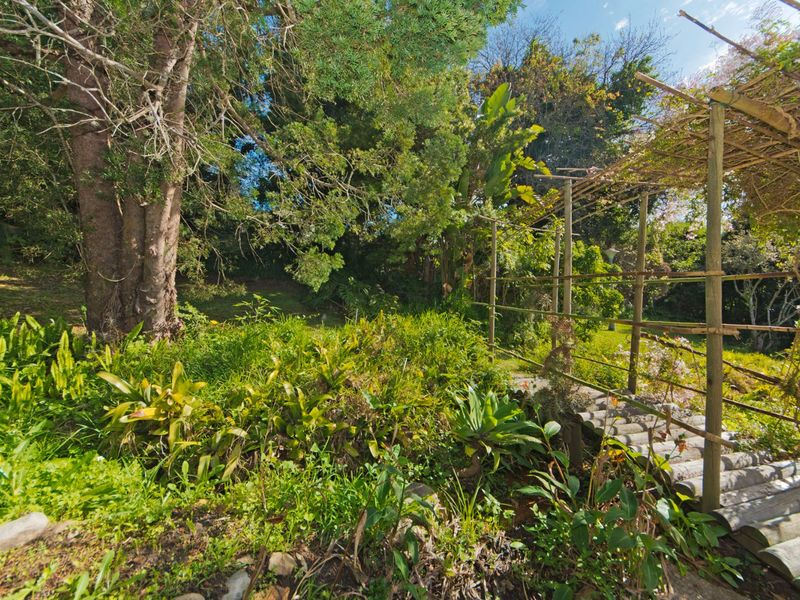 A lush, overgrown garden area featuring a rustic timber pergola and a wooden walkway surrounded by mature trees and dense foliage.