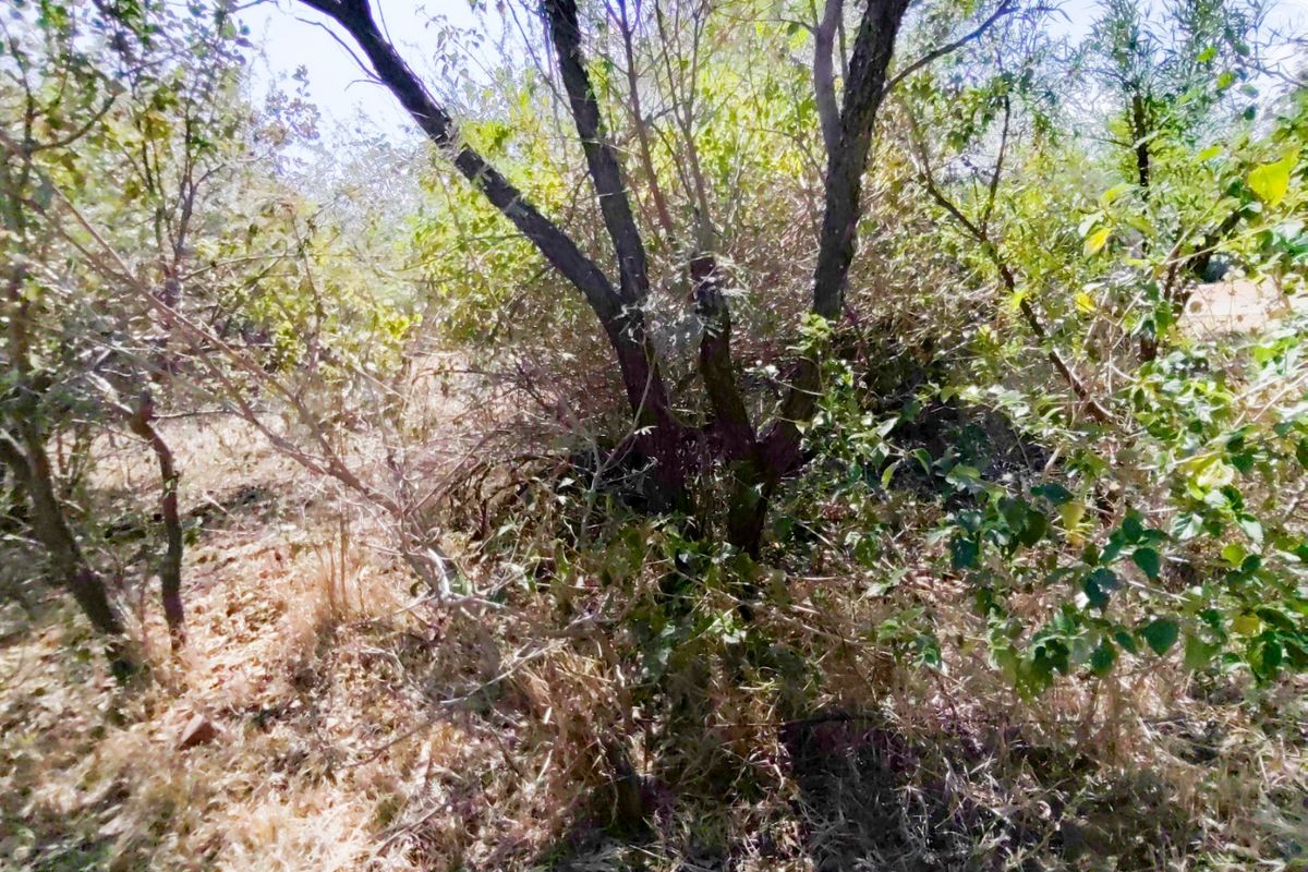 A view of the undeveloped residential land featuring dense natural vegetation and mature trees.