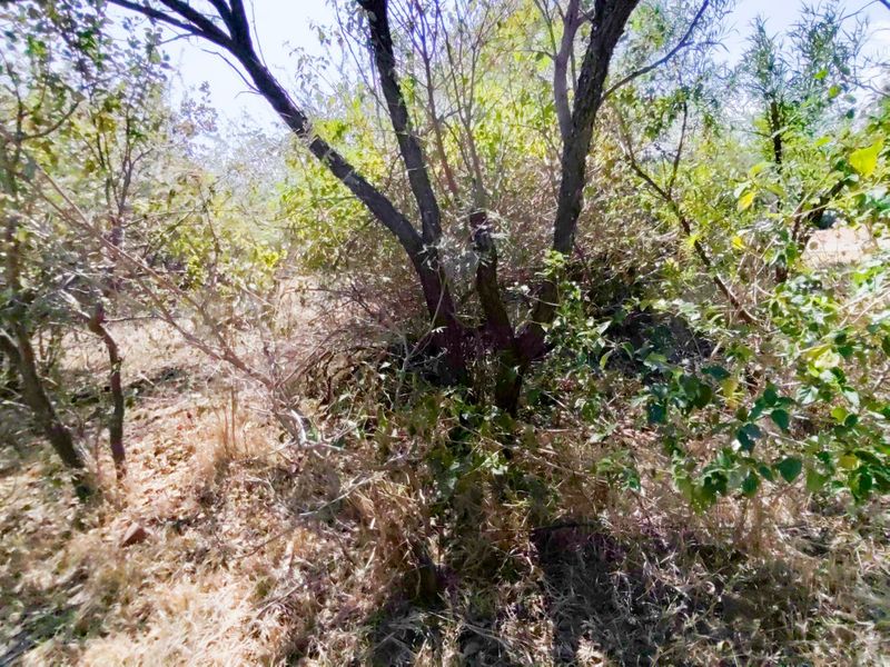 A view of the undeveloped residential land featuring dense natural vegetation and mature trees.