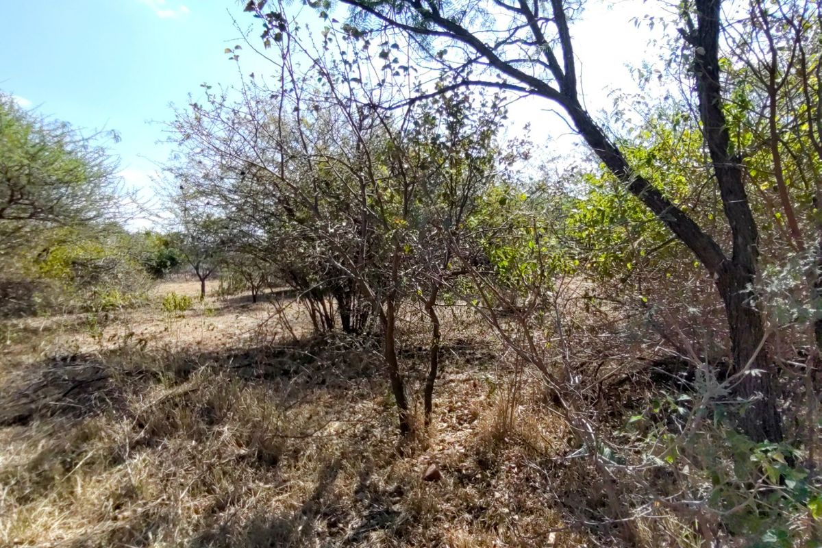 A view of the natural, undeveloped landscape featuring established trees and dry vegetation on the residential plot.