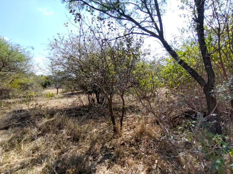 A view of the natural, undeveloped landscape featuring established trees and dry vegetation on the residential plot.