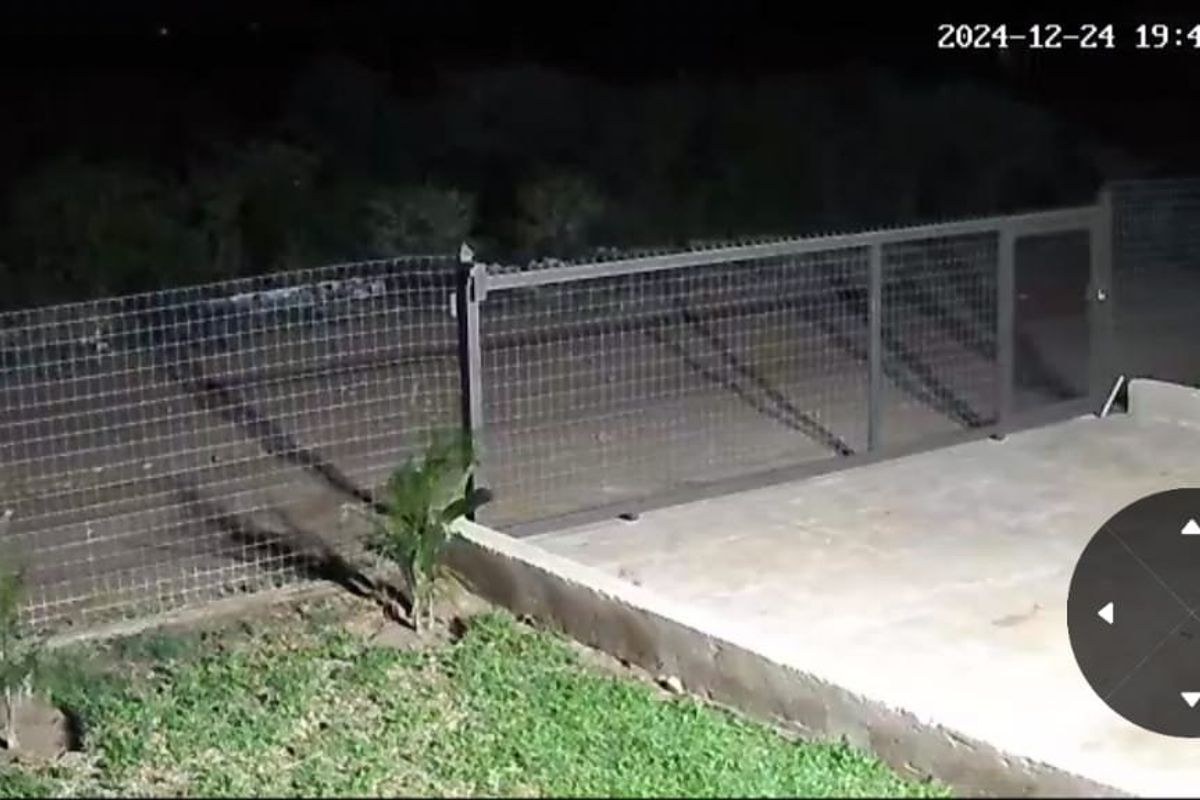 Nighttime view of a rear outdoor area featuring a concrete patio, metal gate, and wire mesh fencing.