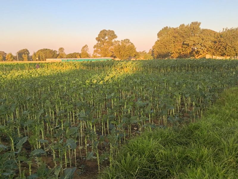 TENACRE AH - RANDFONTEIN - Photo 4