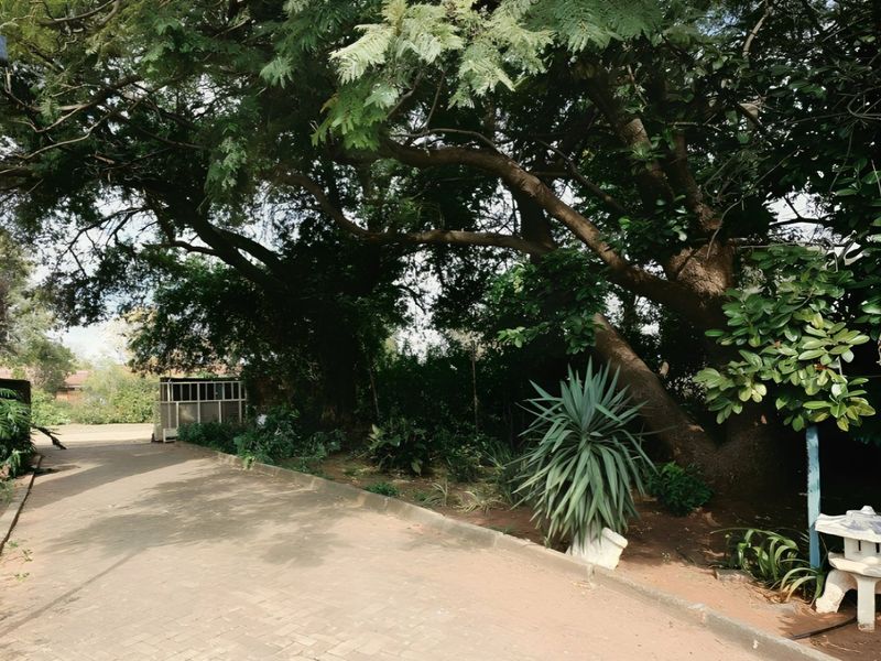 A paved driveway leading towards the property entrance, shaded by large mature trees and bordered by a brick boundary wall.
