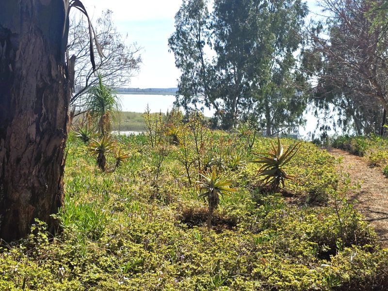 A natural garden area featuring established trees, indigenous plants, and a pathway leading towards a scenic water view.