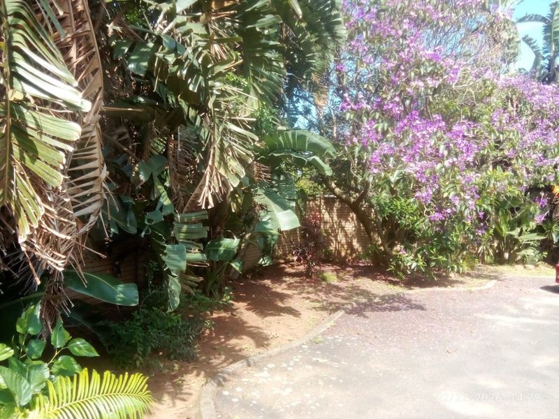 A view of a garden area featuring mature trees, established shrubs, and a brick boundary wall adjacent to a paved driveway.