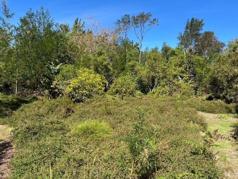 A view of a natural, densely vegetated garden area featuring mature trees and established native shrubbery under a clear blue sky.