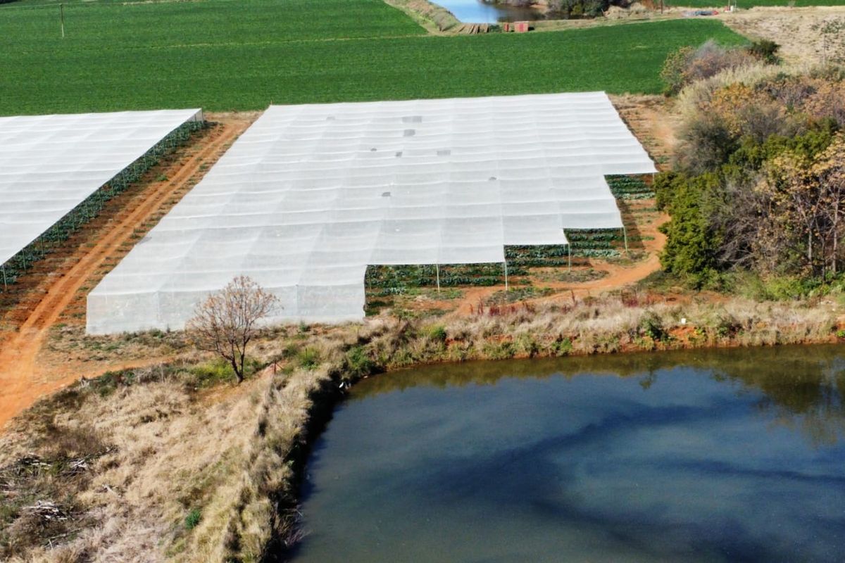 Aerial view of a farm featuring large agricultural netting structures for crop protection, adjacent to a natural irrigation pond and dirt access tracks.