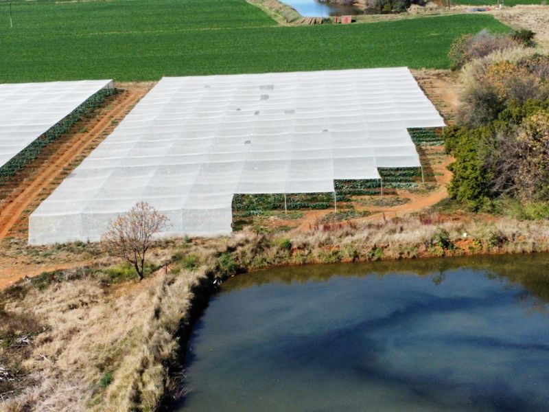 Aerial view of a farm featuring large agricultural netting structures for crop protection, adjacent to a natural irrigation pond and dirt access tracks.
