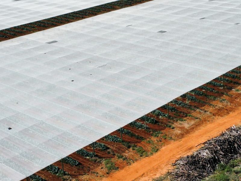 Aerial view of a farm featuring extensive agricultural shade netting structures covering crop rows and an adjacent dirt access road.