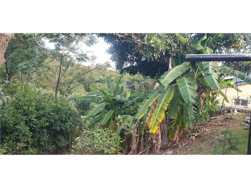 A view of a lush, sloped garden area featuring mature trees and banana plants, providing a natural and green outlook.