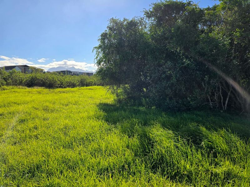 A view of a grassy vacant residential plot featuring mature trees and surrounding landscape.