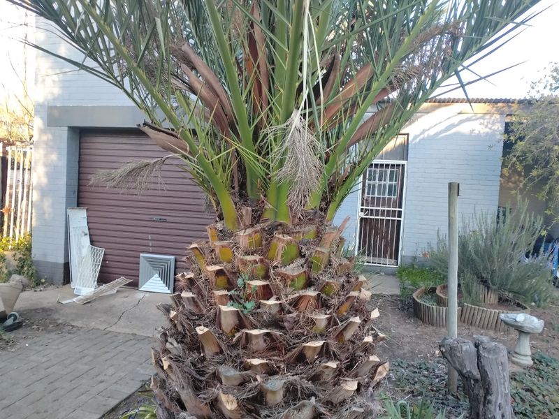 Rear exterior view of the property featuring a large palm tree, paved area, roller garage door, and security gate entrance.