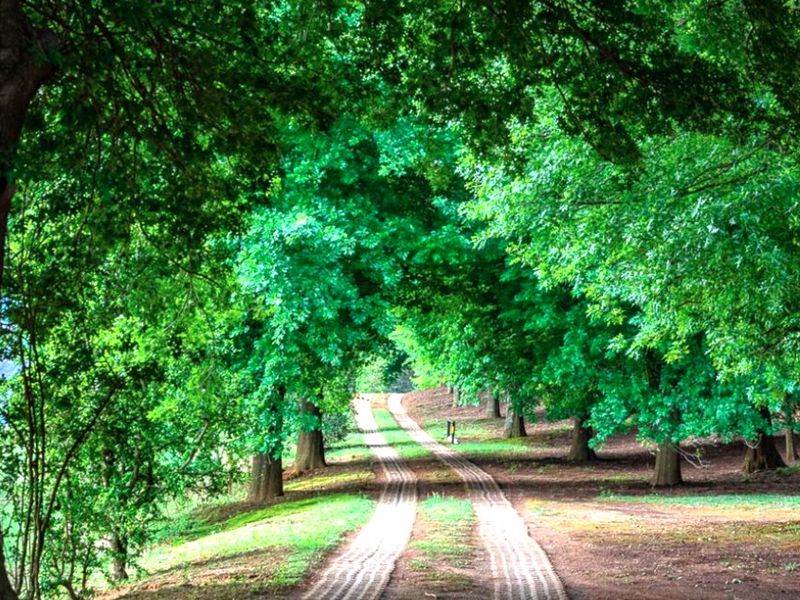 A scenic, tree-lined driveway leading through a lush, green landscape, providing a tranquil approach to the property.