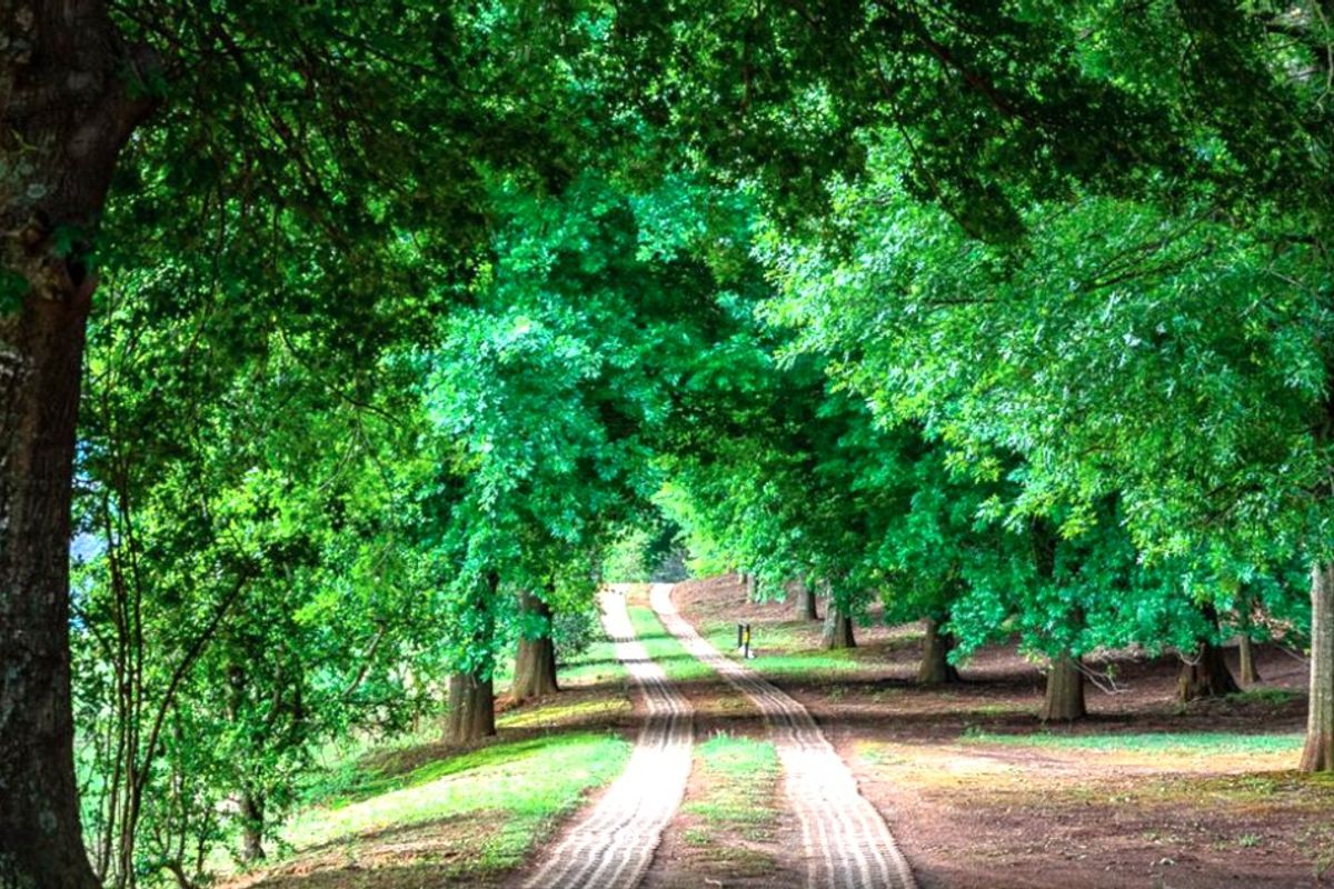 A scenic, tree-lined driveway leading through a lush, green landscape, providing a tranquil approach to the property.