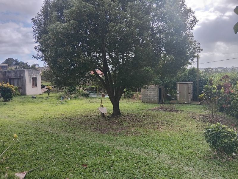 A spacious backyard area featuring a large mature tree, grass lawn, and existing outbuildings requiring maintenance and landscaping.