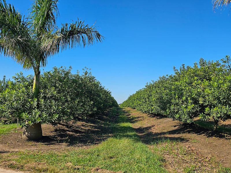 Lucrative,PRISTINE Macamia Farm - Photo 10