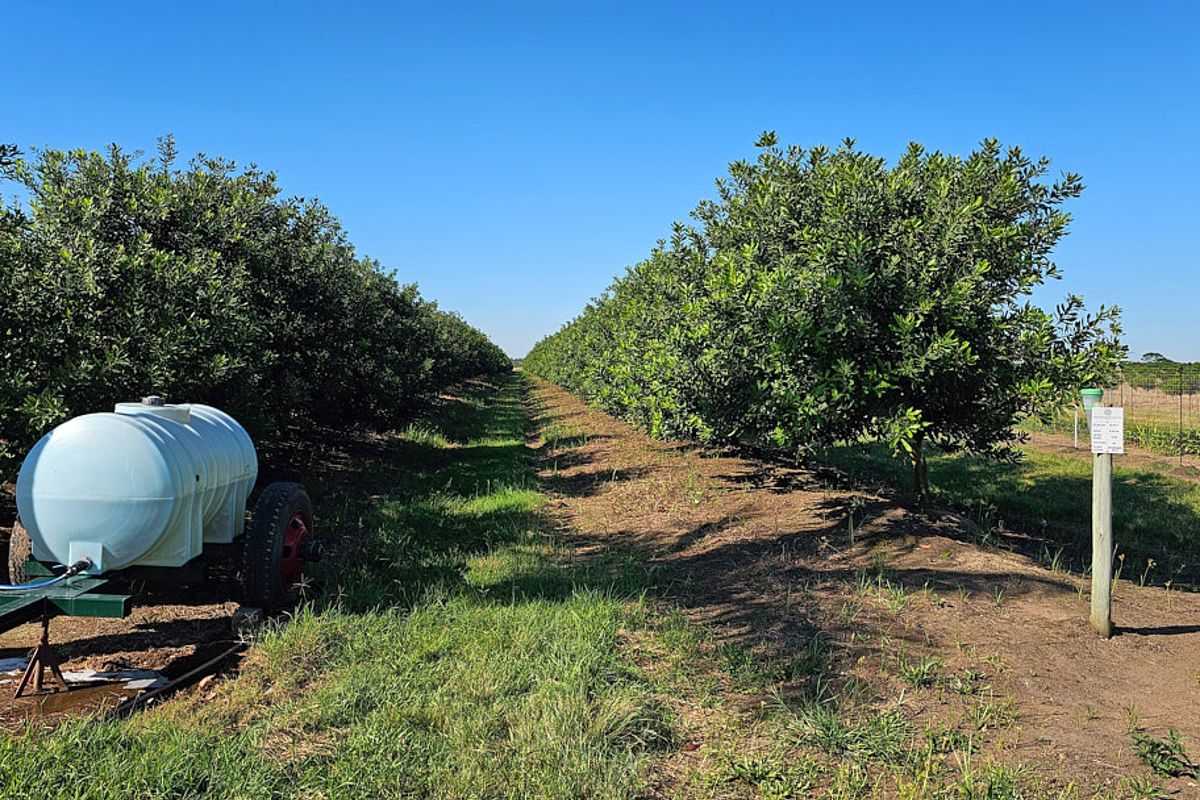 A well-maintained orchard featuring rows of mature trees, irrigation infrastructure, and clear pathways within a rural farm setting.
