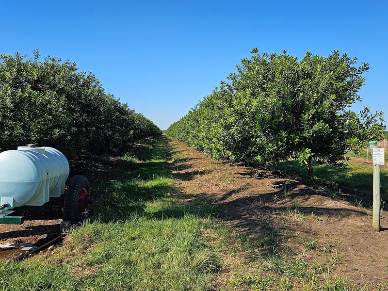 Lucrative,PRISTINE Macamia Farm - Photo 2