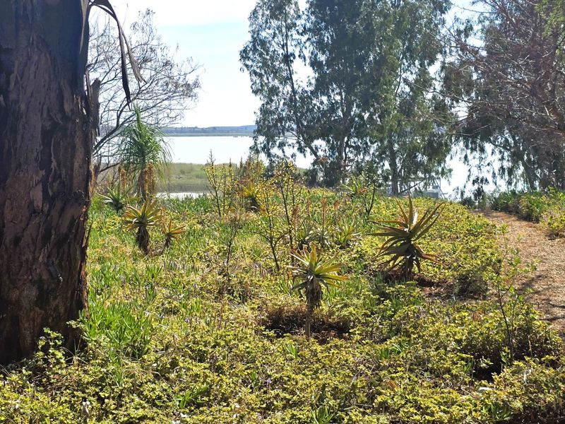 A scenic view of a natural landscape featuring mature trees and indigenous vegetation overlooking a distant body of water.