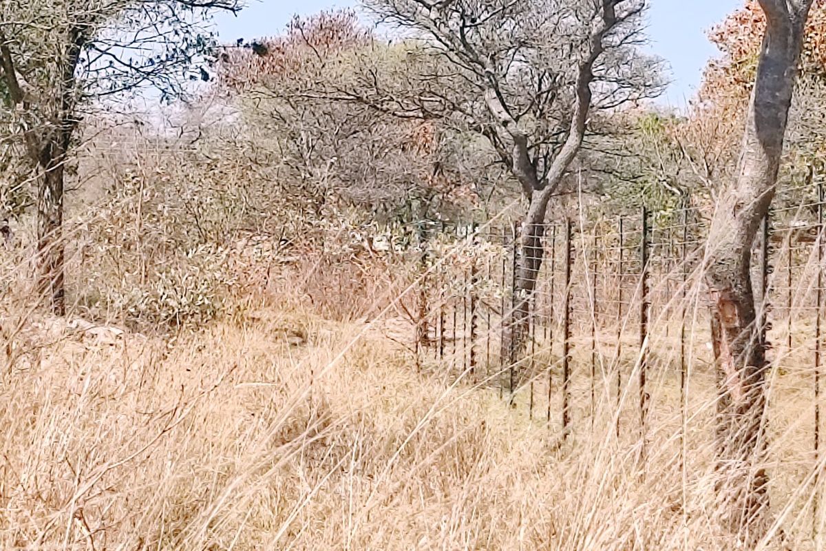 A view of a vacant residential plot featuring dry grass, mature trees, and existing wire mesh perimeter fencing.