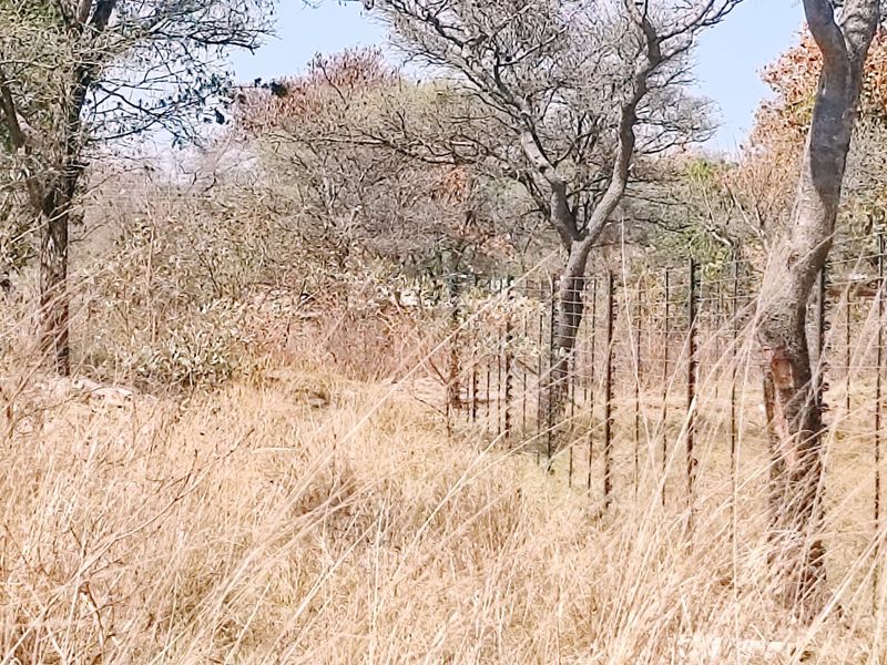 A view of a vacant residential plot featuring dry grass, mature trees, and existing wire mesh perimeter fencing.
