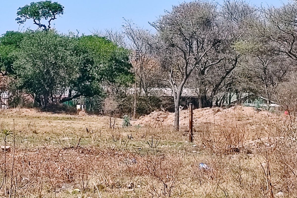 A view of a vacant residential plot featuring mature trees and natural vegetation, suitable for future development.