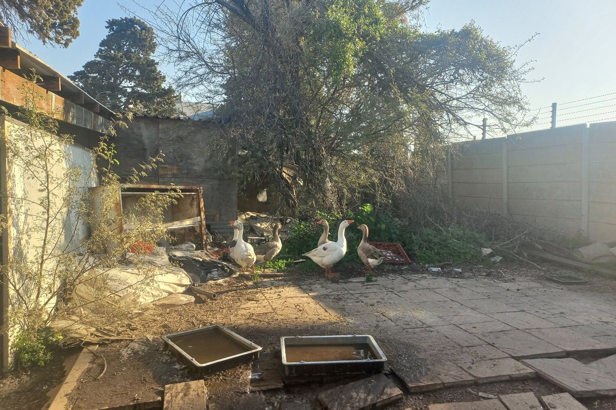 Rear outdoor area featuring a paved patio, precast concrete boundary wall, and electric fencing, currently requiring significant clearing and maintenance.