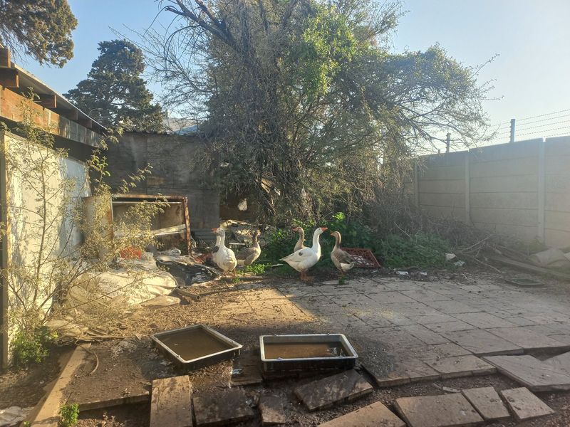 Rear outdoor area featuring a paved patio, precast concrete boundary wall, and electric fencing, currently requiring significant clearing and maintenance.