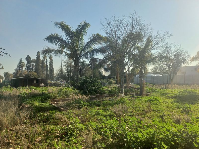 A vacant residential plot featuring mature palm trees, overgrown vegetation, and a precast concrete boundary wall.